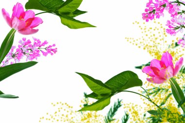 Lale. Beyaz arka planda yalıtılmış bahar çiçekleri. Doğa