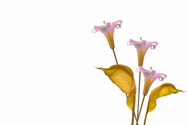 beyaz arka planda izole edilmiş spathiphyllum çiçeği. Güzel zambaklar.