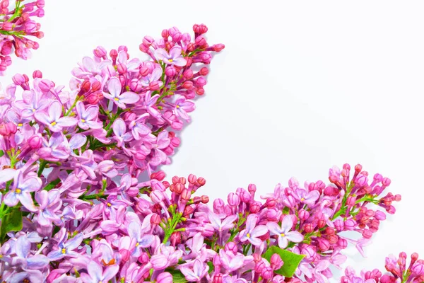 Весенние Цветы Сирень Изолированы Белом Фоне Природа — стоковое фото