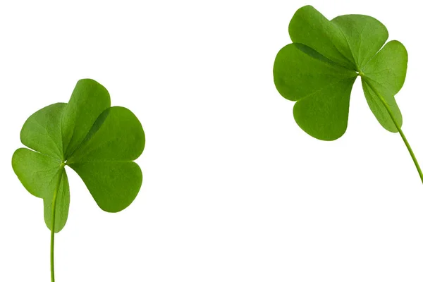 Grüne Kleeblätter Isoliert Auf Weißem Hintergrund Patrick Day Laub — Stockfoto