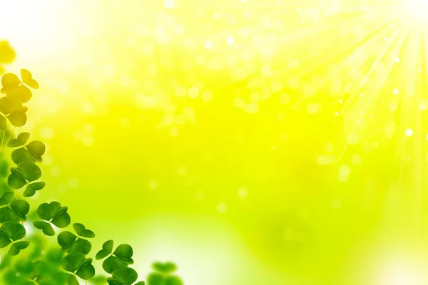 Zielone Liście Koniczyny Dzień Patryka Wiosna Naturalne Tło — Zdjęcie stockowe