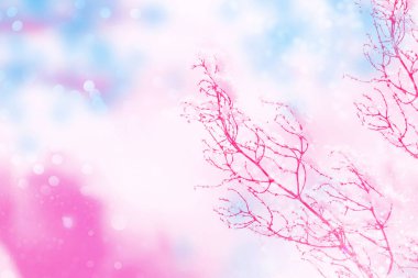 Bulanık donmuş çimenler. Kış soyut geçmişi. Manzara. Açık hava