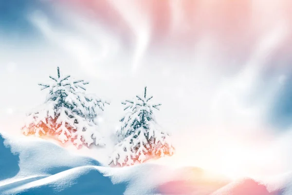 Bevroren Winterbos Met Besneeuwde Bomen Buiten — Stockfoto