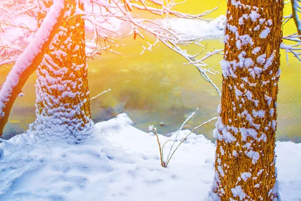 Jezero Lese Zmrazená Zimní Krajina Zasněženými Stromy Venkovní — Stock fotografie