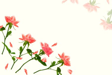 Beyaz arka planda çiçek tomurcuğu gülleri. Doğa