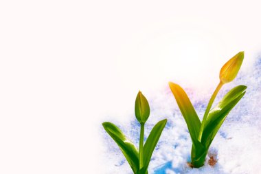 Doğa. İlkbahar bahçesinde kar içinde büyüyen lale çiçeği