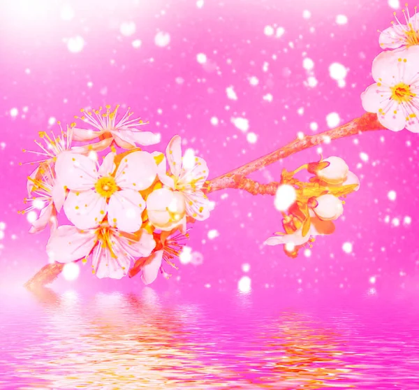 Blossoming Branch Cherry Bright Colorful Spring Flowers Beautiful Nature Scene — Stock Photo, Image