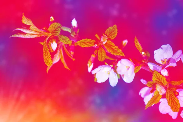 Natureza Maçã Ramo Florescente Brilhante Flores Coloridas Primavera — Fotografia de Stock