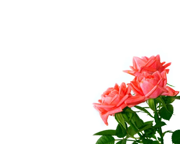 Розы Бутонов Белом Фоне Природа — стоковое фото