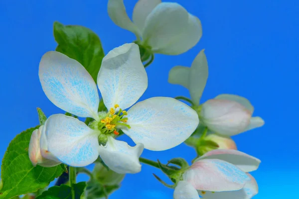Φύση Ανθισμένο Κλαδί Μήλου Έντονα Πολύχρωμα Ανοιξιάτικα Λουλούδια — Φωτογραφία Αρχείου