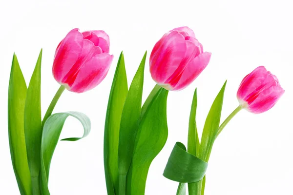 Fiori Primaverili Tulipani Isolati Sfondo Bianco Collezione Fiori Imposta — Foto Stock
