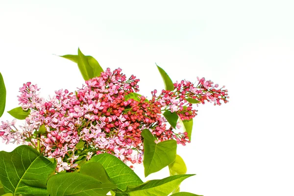 Spring Flowers Lilac Isolated White Background Nature — Stock Photo, Image