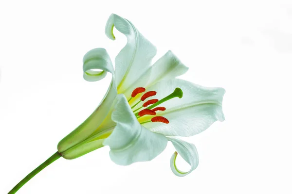 明亮的百合花在白色的背景上被隔离 — 图库照片