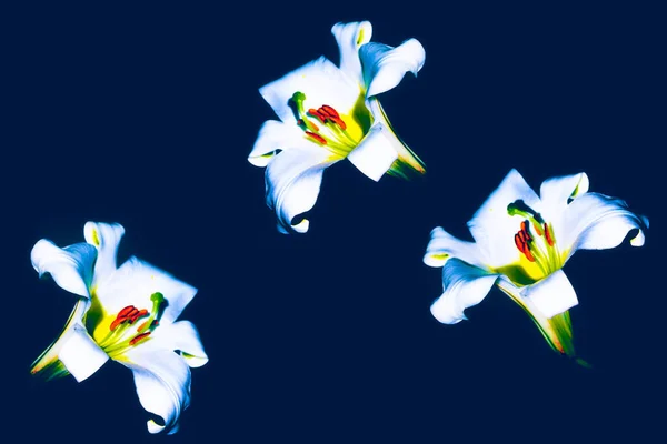 Цветочный Фон Яркие Красочные Цветы Лилии Природа — стоковое фото