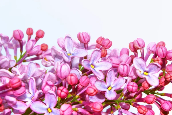 Jarní Květiny Šeřík Izolované Bílém Pozadí Příroda — Stock fotografie