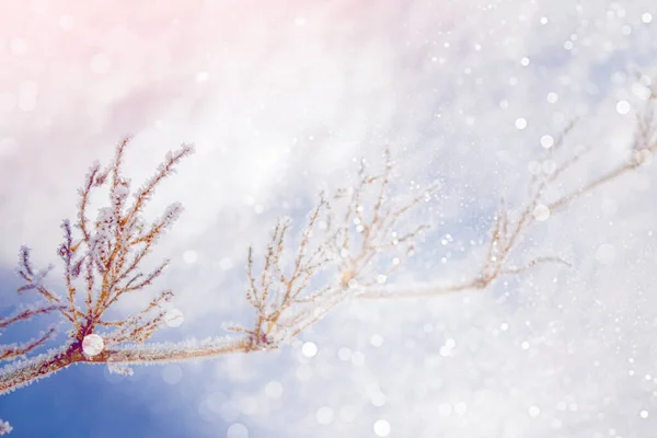 Erba Congelata Offuscata Sfondo Astratto Invernale Paesaggio All Aperto — Foto Stock