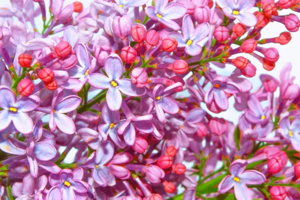 Jarní Větev Kvetoucího Šeříku Krásná Fialová Lilac Květina — Stock fotografie