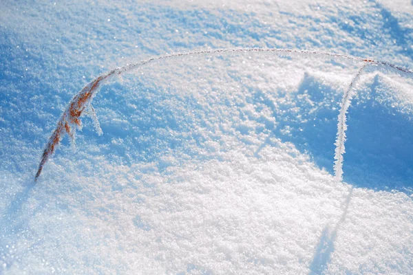 Herbe Gelée Floue Fond Abstrait Hiver Paysage Extérieur — Photo