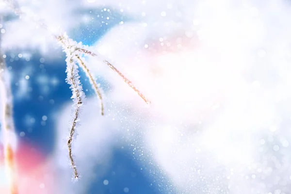 Размыто Замороженный Зимний Лес Заснеженными Деревьями Улице Рождественская Открытка — стоковое фото