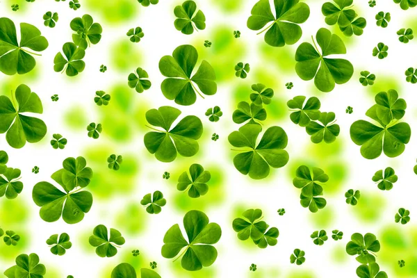 Greeting Card Green Clover Leaves Isolated White Background Patrick Day — Stock Photo, Image