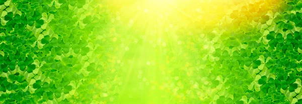 Grüne Kleeblätter Patrick Day Natürlicher Hintergrund Des Frühlings — Stockfoto