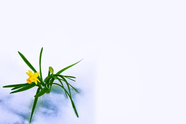 Heldere Kleurrijke Narcissen Bloemen Sneeuw Voorjaarstuin — Stockfoto