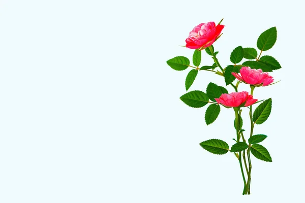 白い背景に花芽のバラ — ストック写真