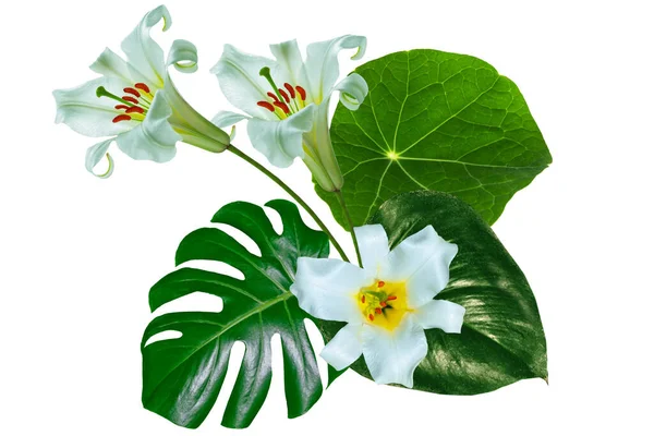 Flores Lírio Brilhantes Folha Verde Uma Flor Tropical Monstera Isolado — Fotografia de Stock