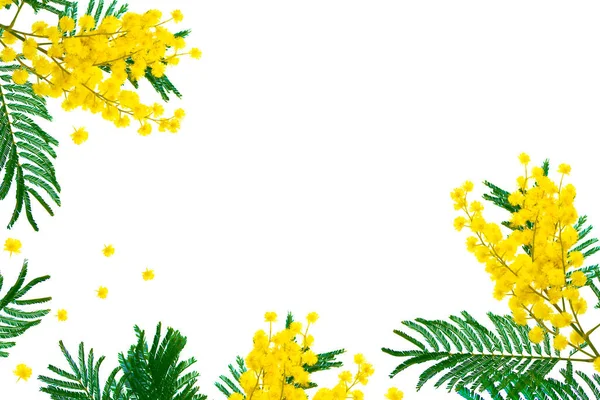 Bush Flori Galbene Primăvară Mimosa Zăpadă Aer Liber — Fotografie, imagine de stoc