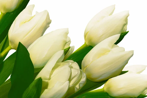 Våren Blommor Tulpaner Isolerade Vit Bakgrund Blommig Samling Ram — Stockfoto