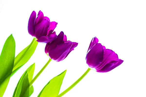 Våren Blommor Tulpaner Isolerade Vit Bakgrund Blommig Uppsamling — Stockfoto