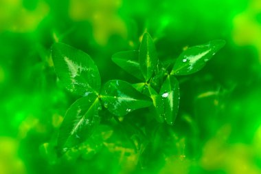 yeşil yonca yaprakları. Aziz Patrick Günü 'nde. Bahar doğal arka plan.