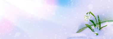 Doğa. İlkbahar ormanlarında karların içinde büyüyen kar damlası çiçeği