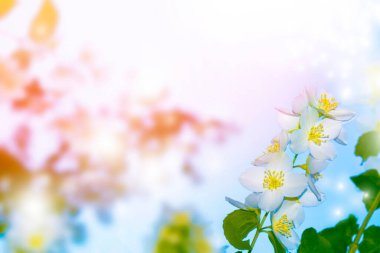 Beyaz yasemin. Dal narin bahar çiçekleri. Doğa