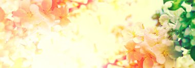 Doğa. Çiçek açan elma dalı. Parlak renkli bahar çiçekleri