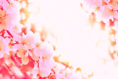 Doğa. Çiçek açan elma dalı. Parlak renkli bahar çiçekleri