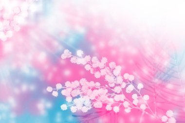 Bahar çiçeklerinin doğal çiçek arkaplanı. mimoza dalı 