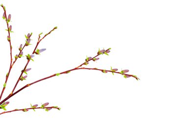 Willow bouquet with pussy willows on white background. branches catkins