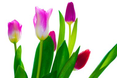 Tebrik kartı. Beyaz arka planda yalıtılmış bahar çiçekleri laleleri. Çiçek koleksiyonu. 