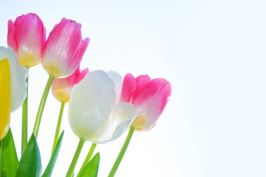 Parlak renkli bahar lale çiçeği. Doğa. manzara