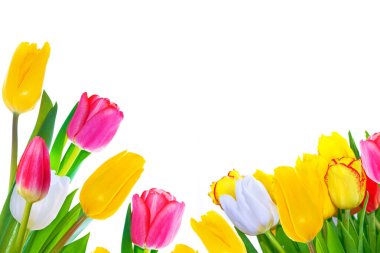 Tebrik kartı. Beyaz arka planda yalıtılmış bahar çiçekleri laleleri. Çiçek koleksiyonu. 