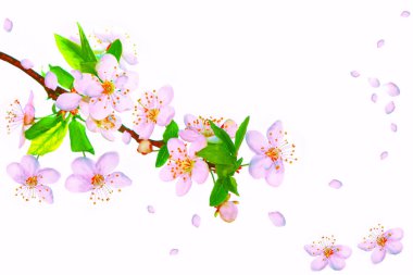 Beyaz arka planda izole edilmiş kiraz dalları. Doğa