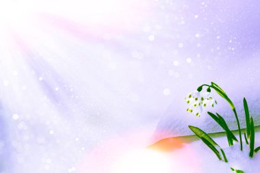 Doğa. İlkbahar ormanlarında karların içinde büyüyen kar damlası çiçeği