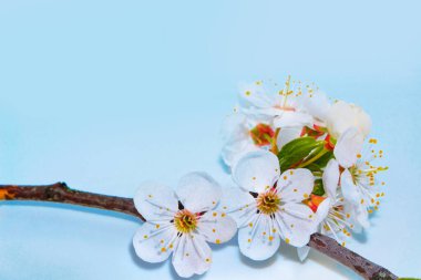 Çiçek açan kiraz dalı. Parlak renkli bahar çiçekleri. İlkbahar