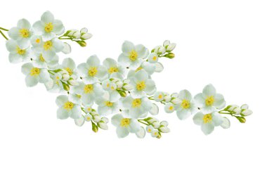 Yasemin çiçeklerinin beyaz arka planda izole edilmiş dalları. Güzel çiçekli bitki.