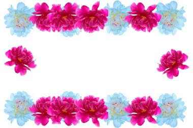 Beyaz arka planda izole edilmiş renkli parlak çiçek şakayığı. Doğa