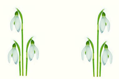 ( Galanthus nivalis ). spring flowers  snowdrop isolated on white background. 