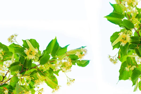 Природа Свежие Цветы Листья Липы Изолированы Белом Фоне — стоковое фото