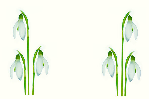 ( Galanthus nivalis ). spring flowers  snowdrop isolated on white background. 