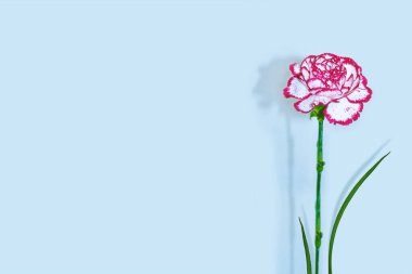 Renkli karanfil çiçekleri. Çiçek arkaplan. Doğa. 